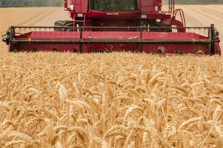 Минсельхоз сохранил прогноз на урожай зерна 127,4 млн тонн